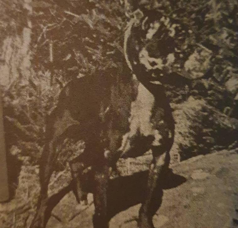 Mauntain Man's Ch Lil Bill